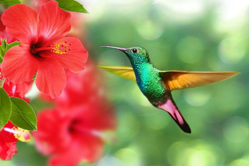 ilustrasi burung kolibri (Pixabay.com/Tess)