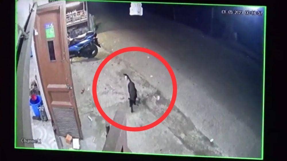 Warga Curiga Anjing Ngepet Curi Uang Jutaan di Gowa