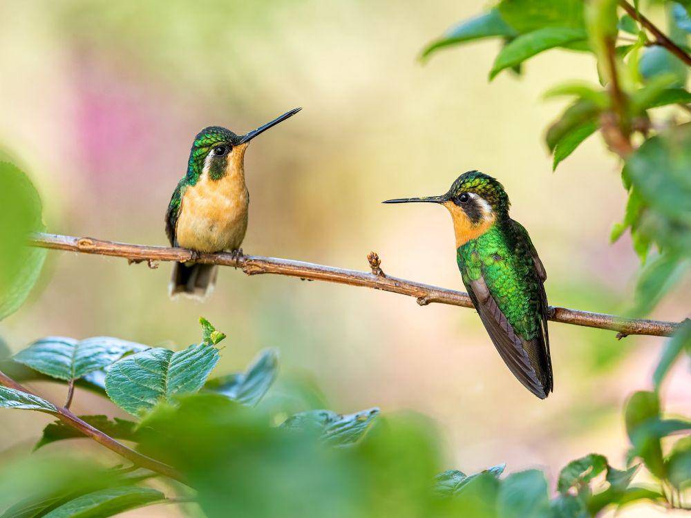 ilustrasi burung kolibri (Unsplash .com/Zdeněk Macháček)