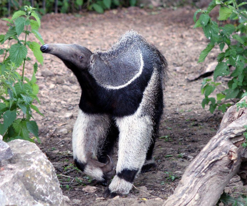 Anteater (pixabay.com/PublicDomainPictures)