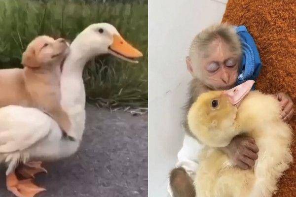 kolase potret lucu unggas bersama hewan lain (twitter.com/shouldhaveaduck)