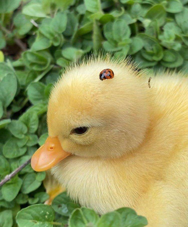 potret lucu unggas bersama hewan lain (twitter.com/shouldhaveaduck)