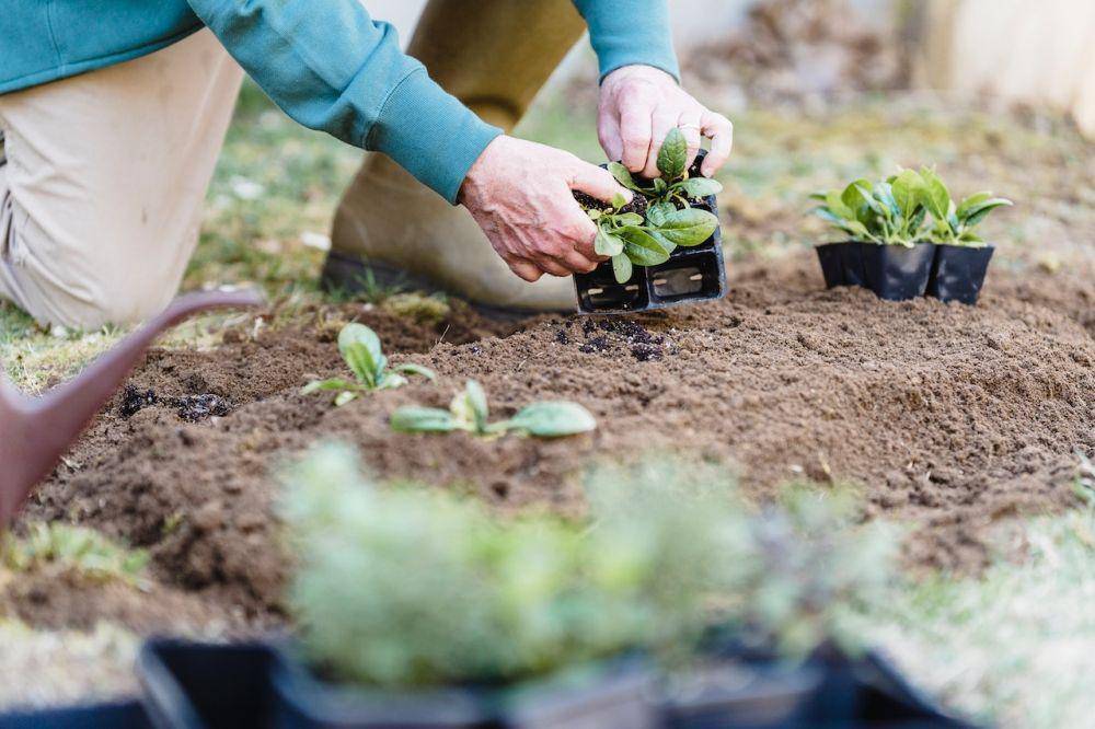 ilustrasi berkebun (pexels.com/greta-hoffman)
