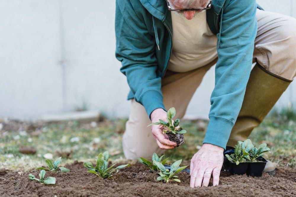 ilustrasi berkebun (pexels.com/greta-hoffman)