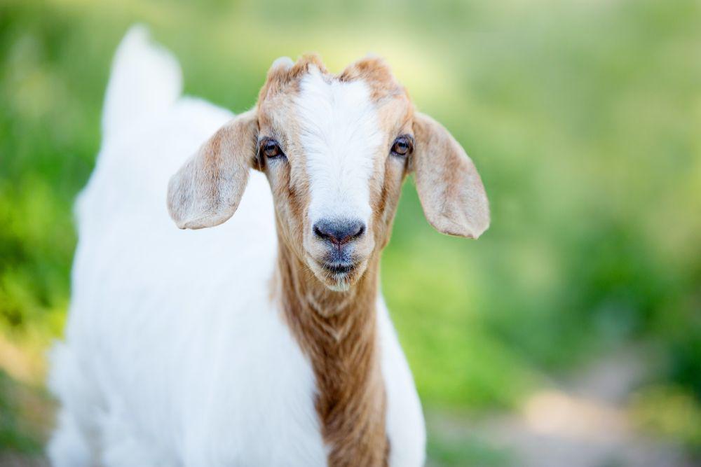 Kambing (pexels.com/LARAINE DAVIS)