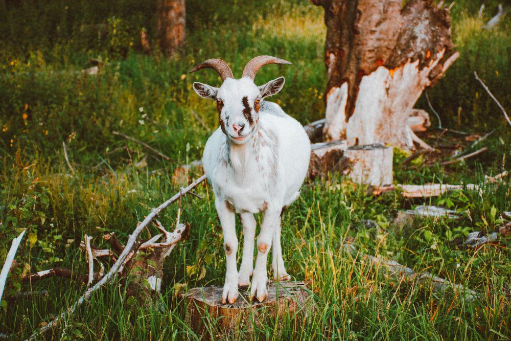Kambing (pexels.com/Lisa Fotios)