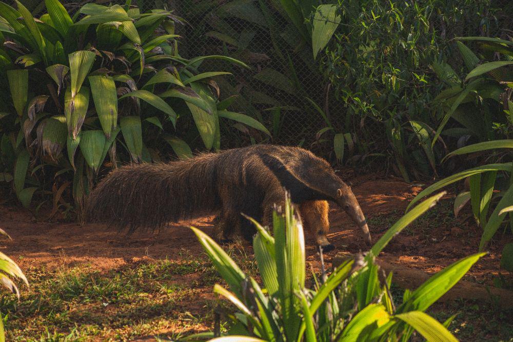 Anteater (pexels.com/Lucas Pezeta)