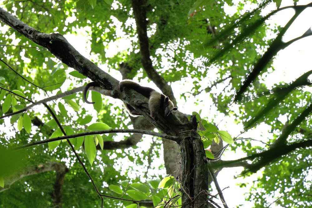 Anteater (pexels.com/Luis Quintero)