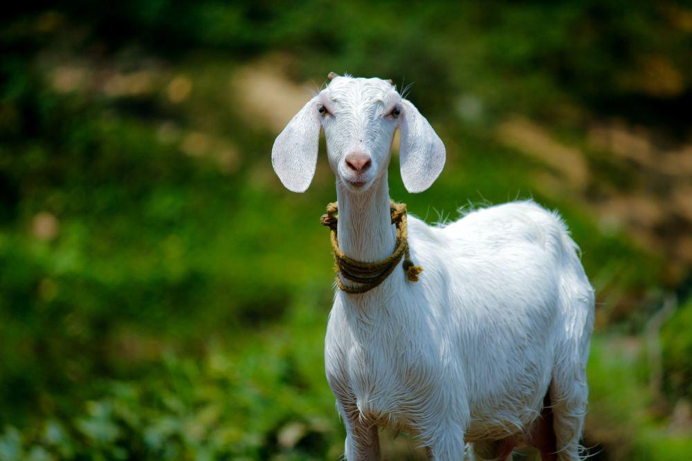 Kambing (pexels.com/Nandu Kumar)
