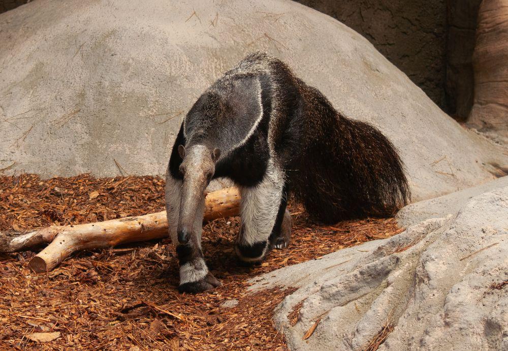 Giant Anteater (pexels.com/Sean P. Twomey)
