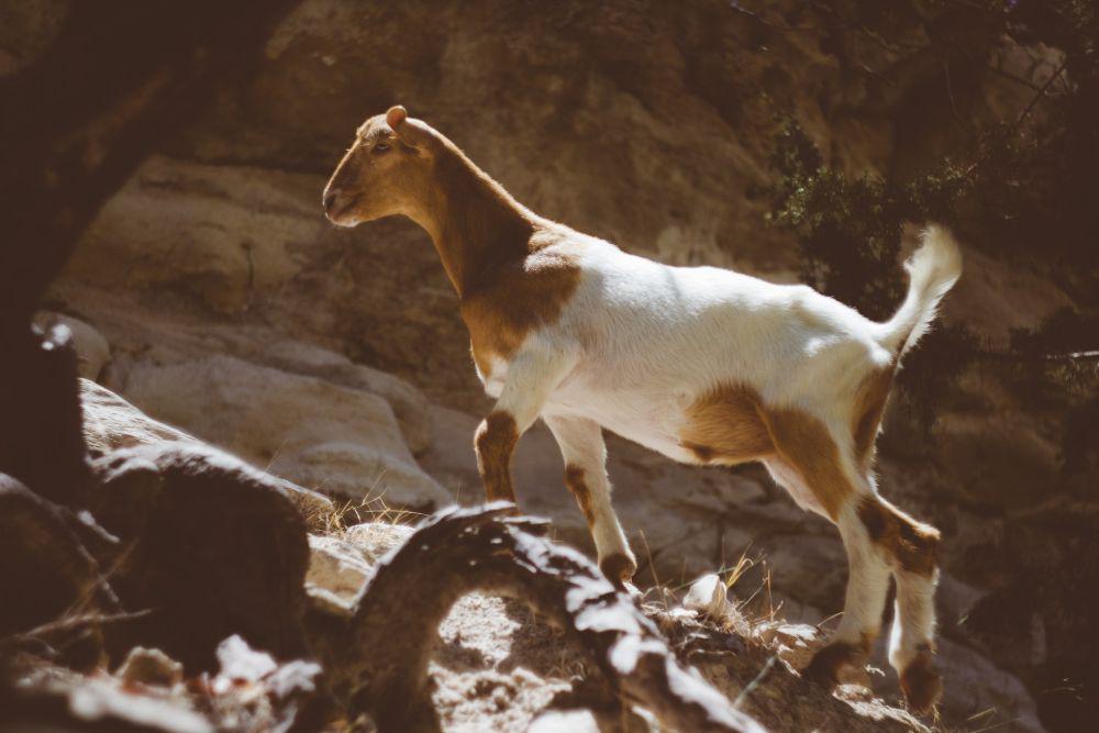 Kambing (pexels.com/Vladyslav Dukhin)