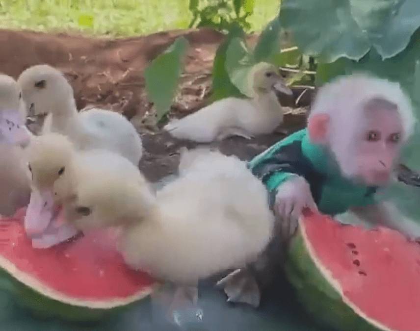potret lucu unggas bersama hewan lain (twitter.com/shouldhaveaduck)