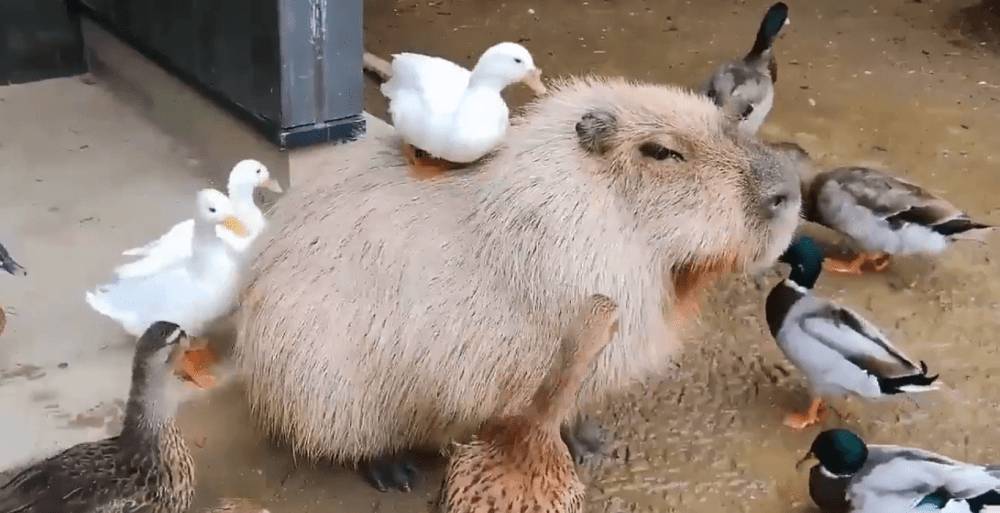 potret lucu unggas bersama hewan lain (twitter.com/shouldhaveaduck)