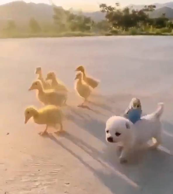 potret lucu unggas bersama hewan lain (twitter.com/shouldhaveaduck)