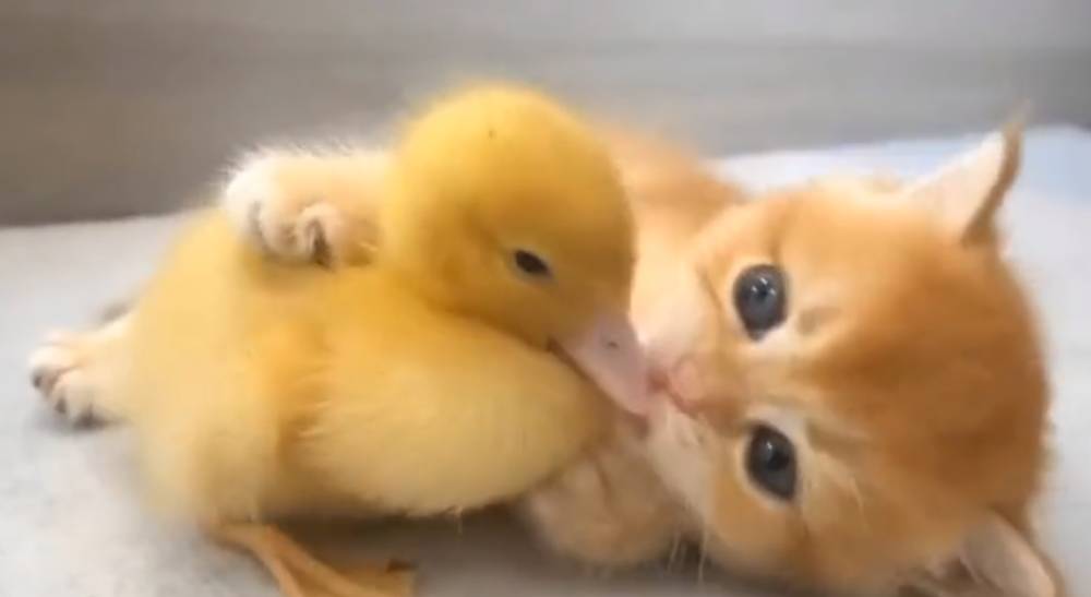 potret lucu unggas bersama hewan lain (twitter.com/shouldhaveaduck)