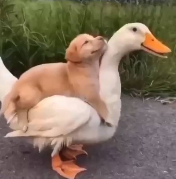 potret lucu unggas bersama hewan lain (twitter.com/shouldhaveaduck)