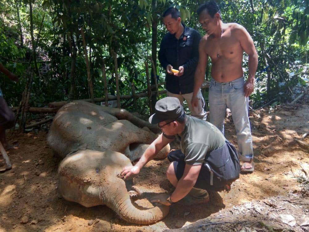Terperosok ke Dalam Celah Kayu, Gajah Eropa Mati