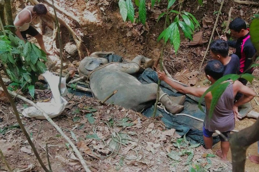 Proses evakuasi gajah Eropa sebelum dinyatakan mati pada 30 April 2023. (Dok BBTNGL)
