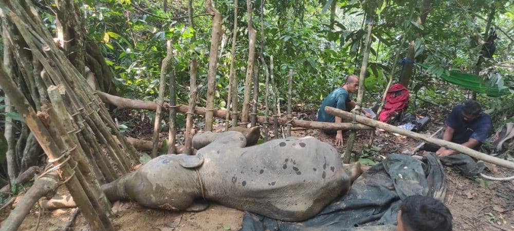 Proses evakuasi gajah Eropa sebelum dinyatakan mati pada 30 April 2023. (Dok BBTNGL)