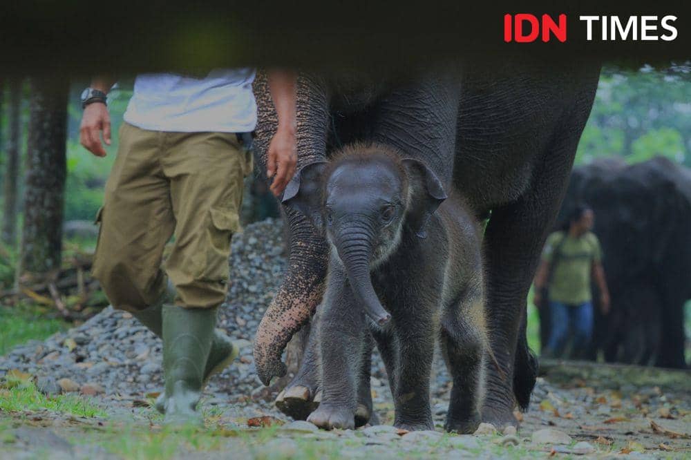 Gajah Eropa saat masih berusia 2 bulan. (IDN Times/Arifin Al Alamudi)