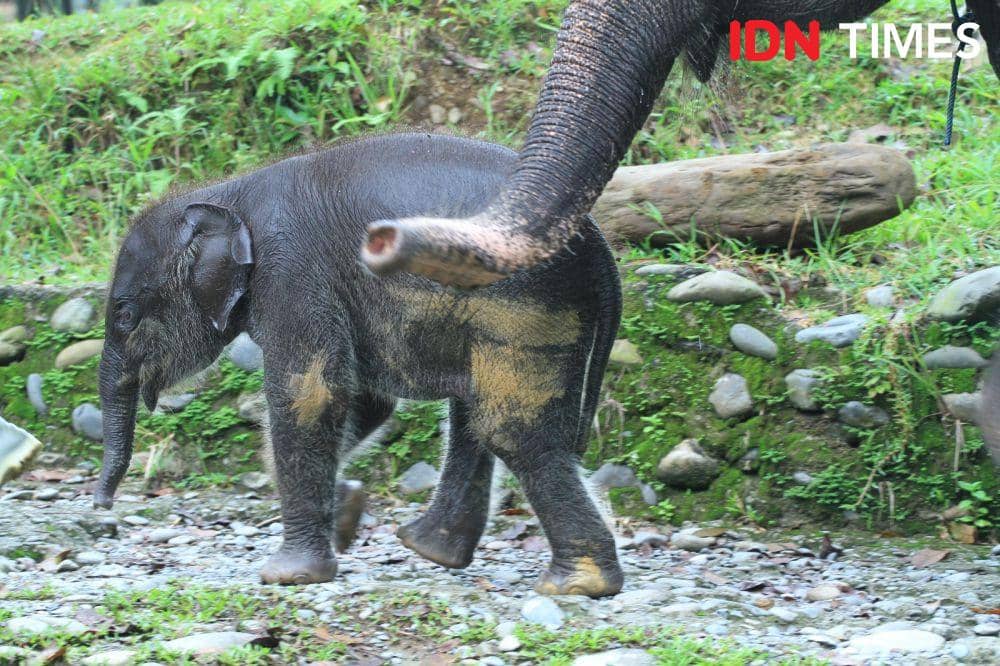 Gajah Eropa saat masih berusia 2 bulan. (IDN Times/Arifin Al Alamudi)