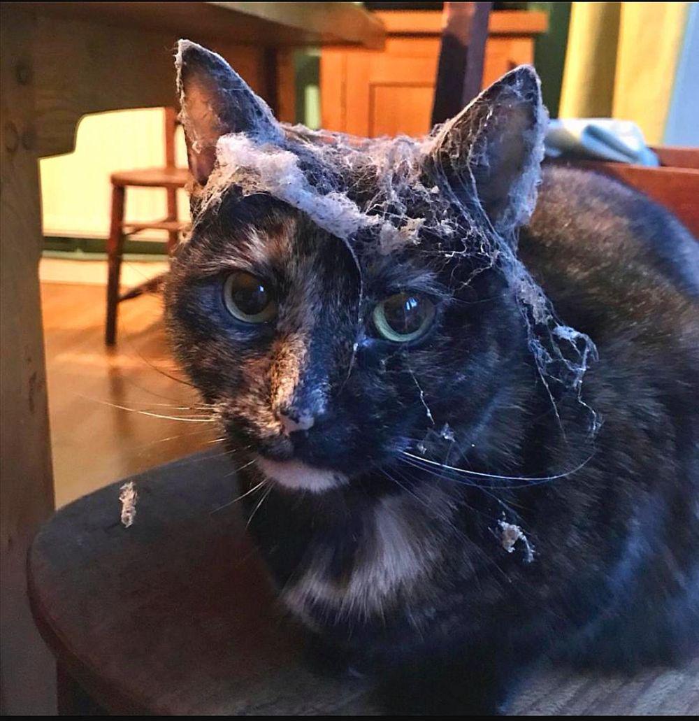 potret kepala kucing kena jaring laba-laba (reddit.com/user/evorcer)