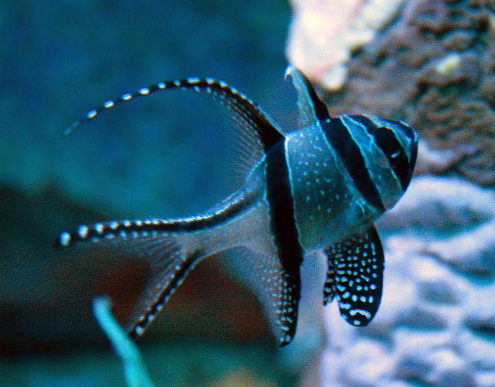 ilustrasi ikan kardinal (commons.wikimedia.org/Tony Hisgett)