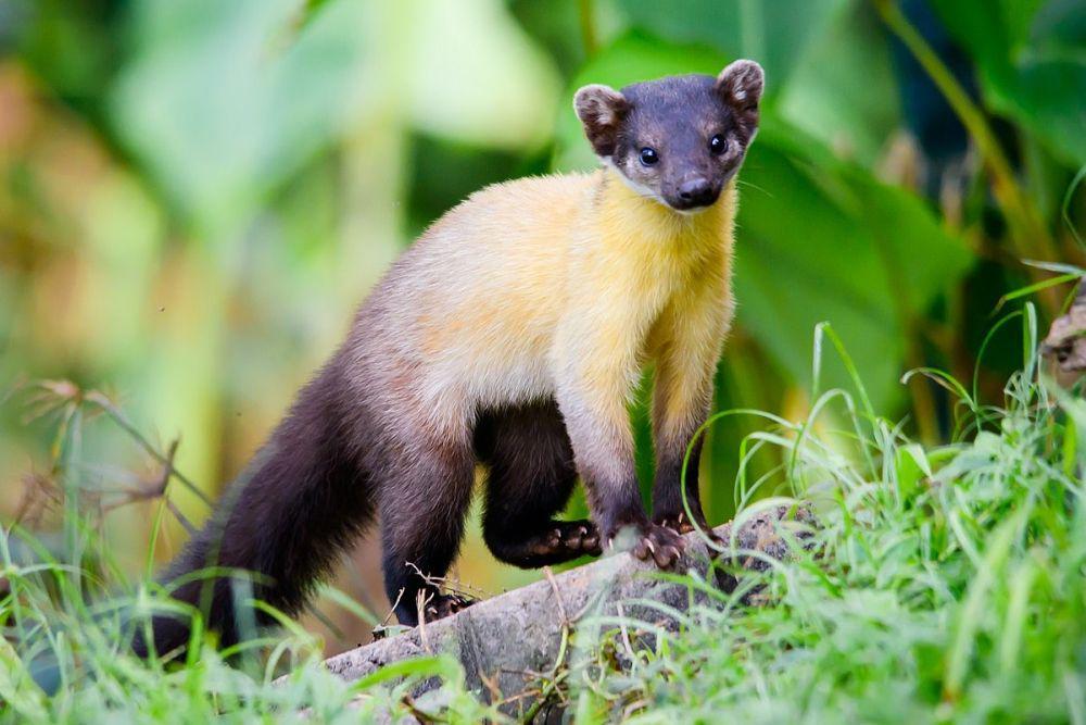 6 Fakta Unik Musang Berleher Kuning, Si Imut yang Berburu Rusa
