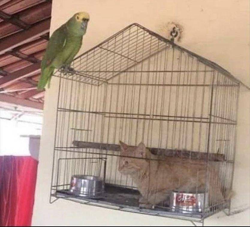 kucing bikin kesal hewan lain (twitter.com/cat_dot_exe)
