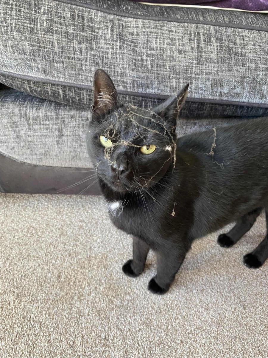 potret kepala kucing kena jaring laba-laba (reddit.com/user/SpiralGremlin)