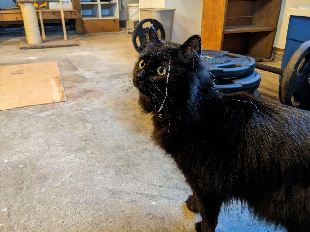 potret kepala kucing kena jaring laba-laba (reddit.com/user/mattscats)