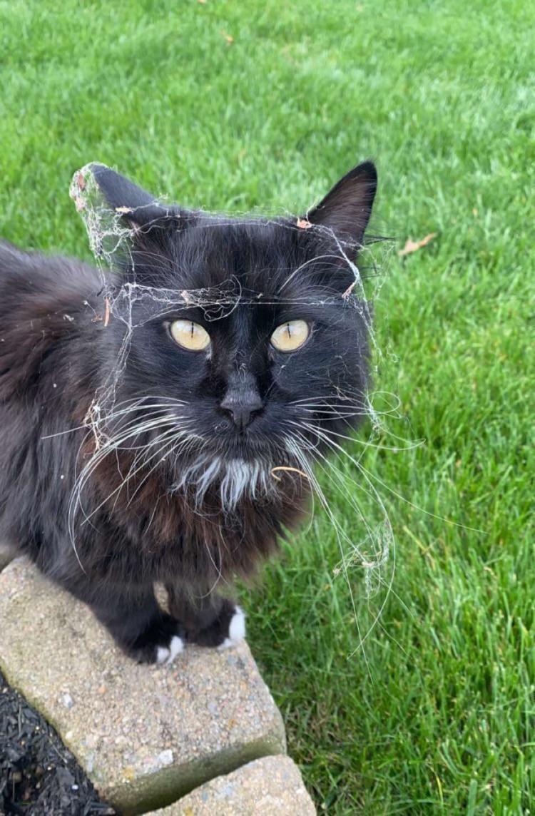 potret kepala kucing kena jaring laba-laba (reddit.com/user/d13dukes)