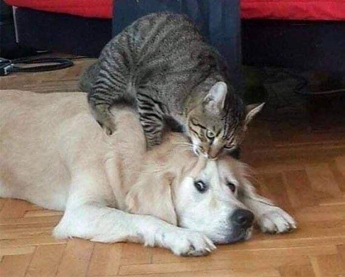 kucing bikin kesal hewan lain (twitter.com/mischievousmeme)