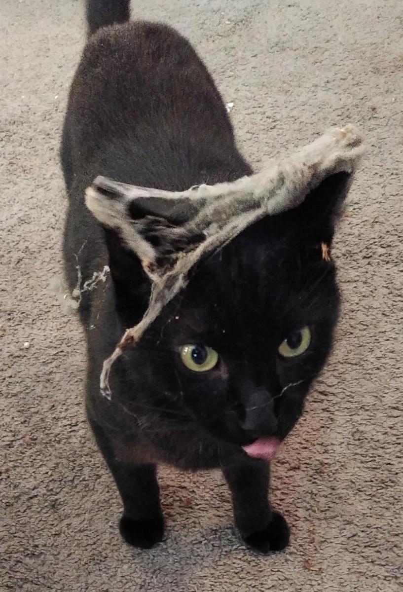 potret kepala kucing kena jaring laba-laba (reddit.com/user/longliveBinks13)