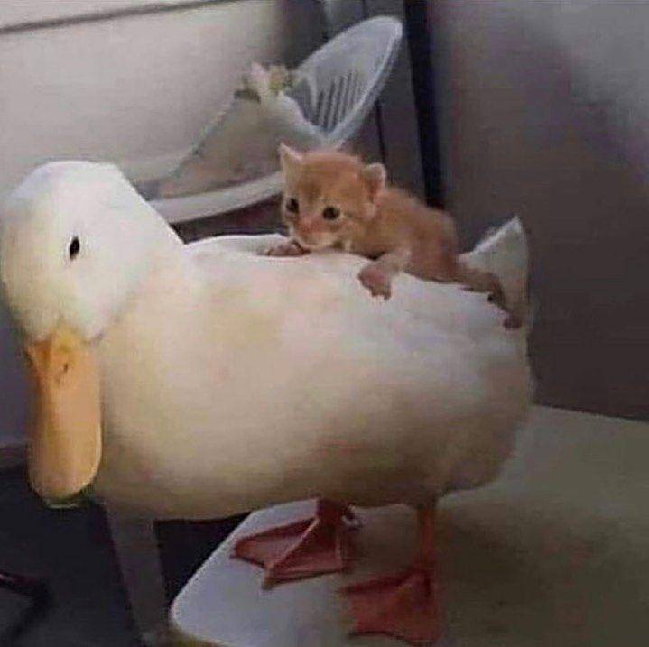 kucing bikin kesal hewan lain (twitter.com/cat_dot_exe)