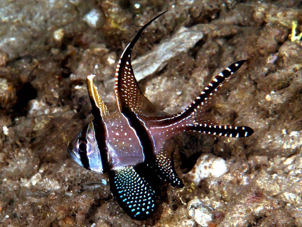 ilustrasi ikan kardinal (commons.wikimedia.org/Rickard Zerpe)