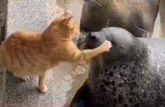 kucing bikin kesal hewan lain (reddit.com/westondeboer)