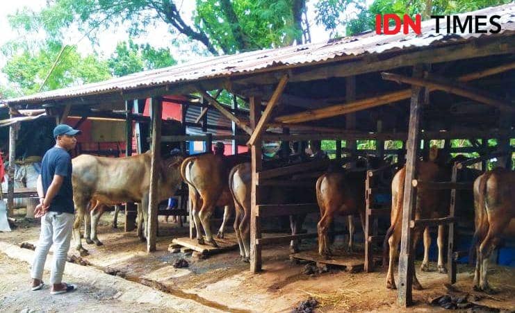 14.500 Sapi Bima di Dipasok Penuhi Kebutuhan Iduladha di Luar Daerah