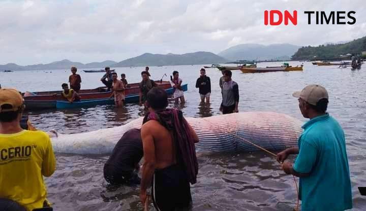 Bangkai Paus dengan Luka Tusuk Terdampar di Pesisir Pantai Bima