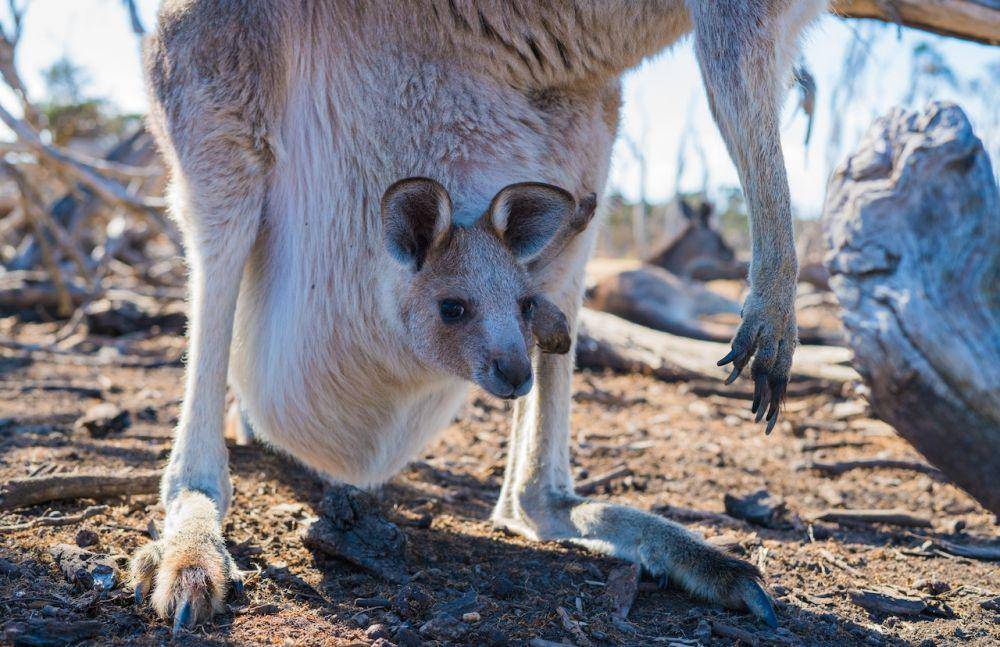 kangguru (pexels.com/Ethan Brooke)