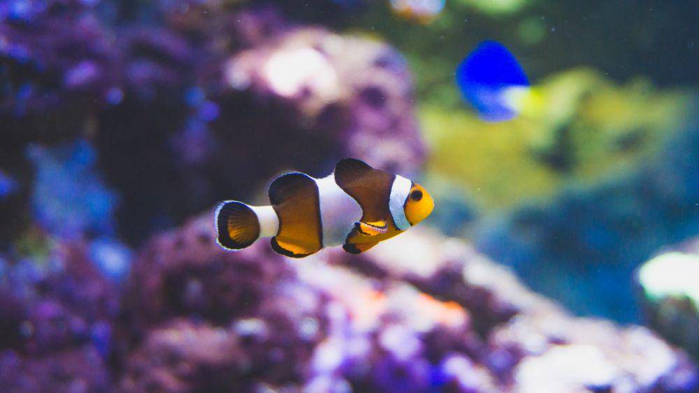 ilustrasi ikan badut (unsplash.com/@bramgx)