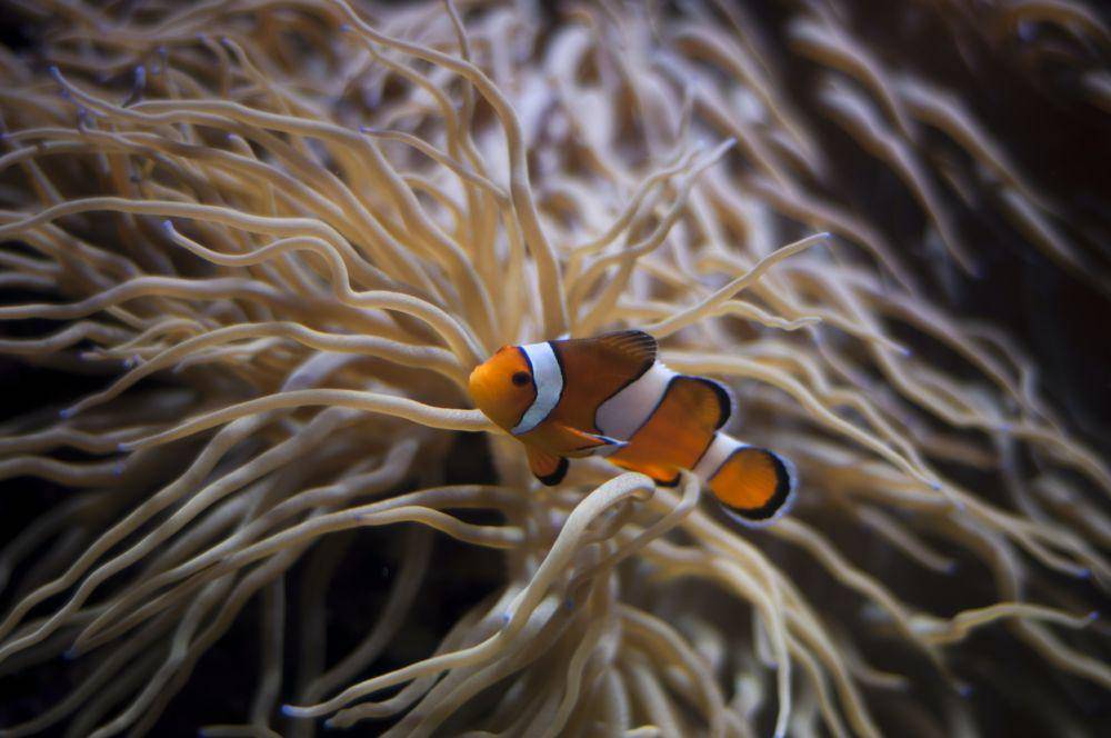 ilustrasi ikan badut (unsplash.com/@zwlims)