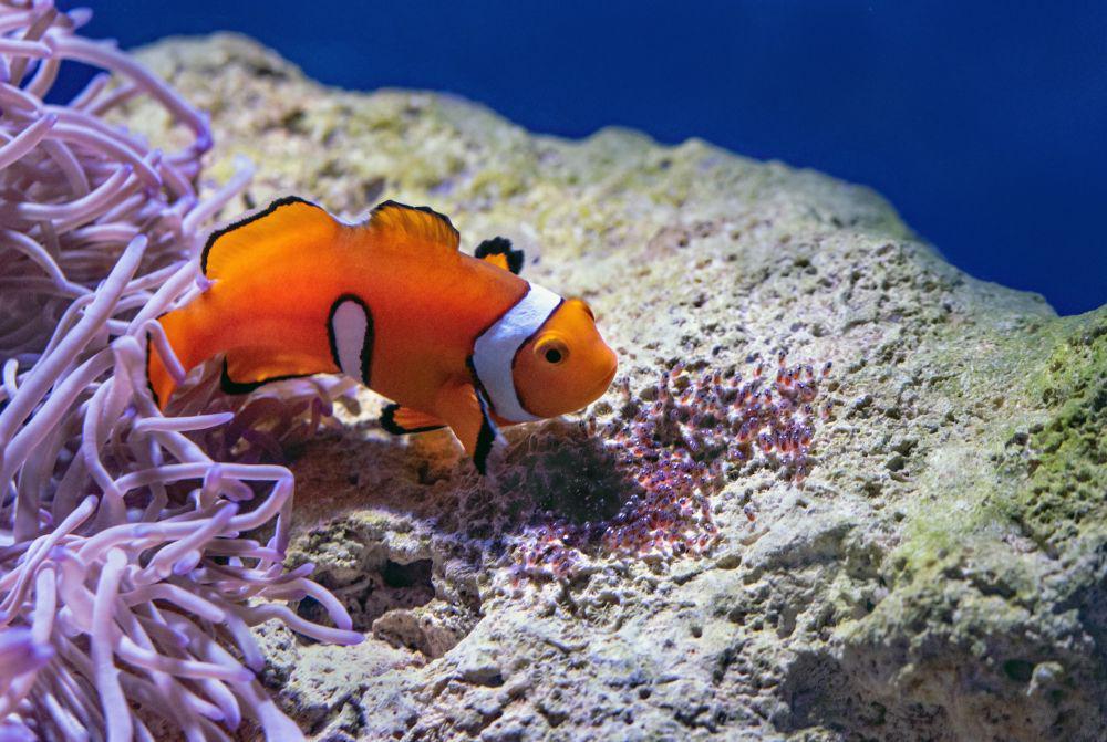 5 Fakta Menarik dari Ikan Badut, Sering Disebut Ikan Nemo!