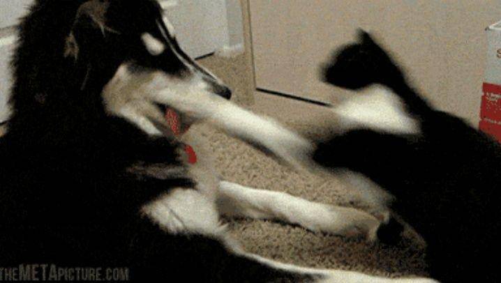 kucing bikin kesal hewan lain (reddit.com/simplenavy20)