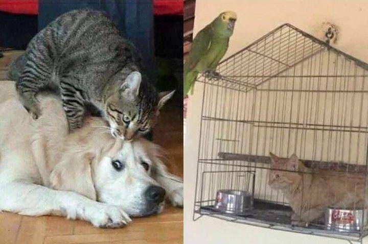 kolase potret lucu kucing bikin kesal hewan lain (twitter.com/misschievousmeme | twitter.com/cat_dot_exe)