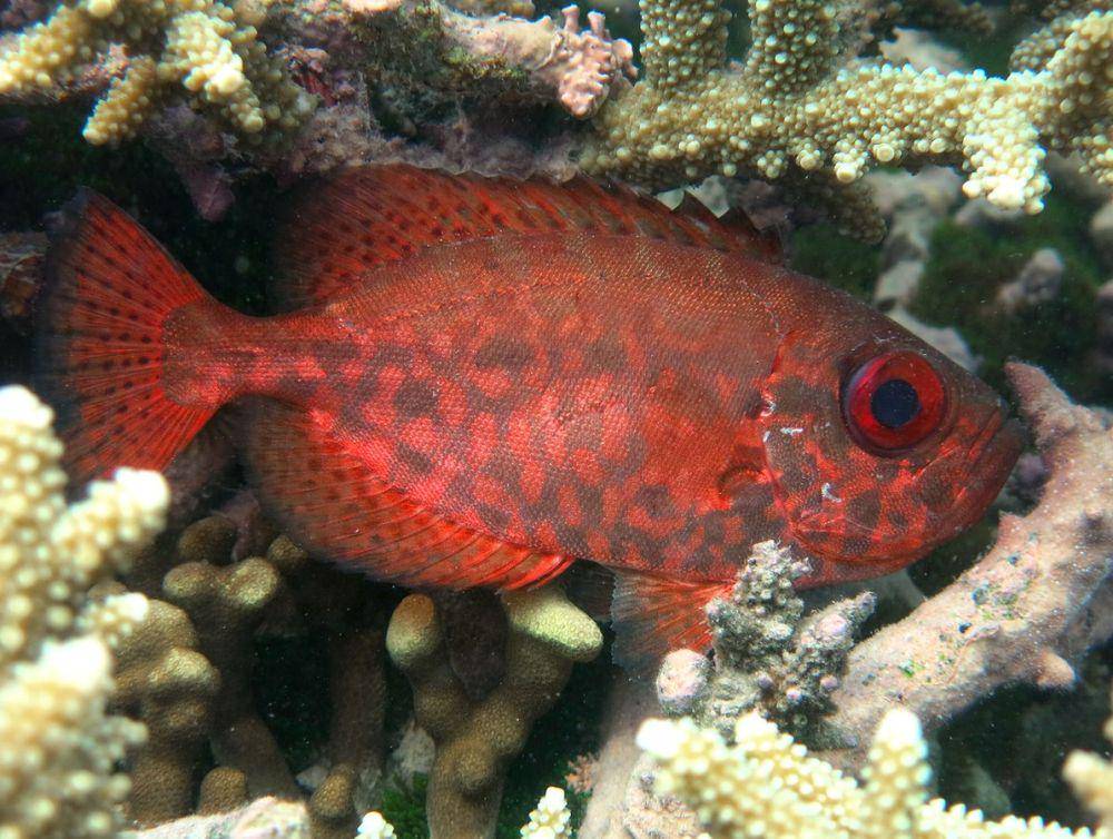 ilustrasi big eyes fish genus Heteropriacanthus (commons.wikimedia.org/Phillipe Bourjon)