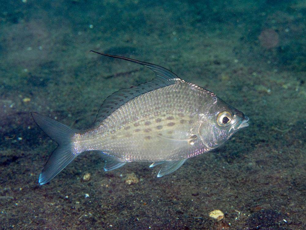 ilustrasi ikan mojarra, Gerres filamentosus (commons.wikimedia.org/Rickard Zerpe)