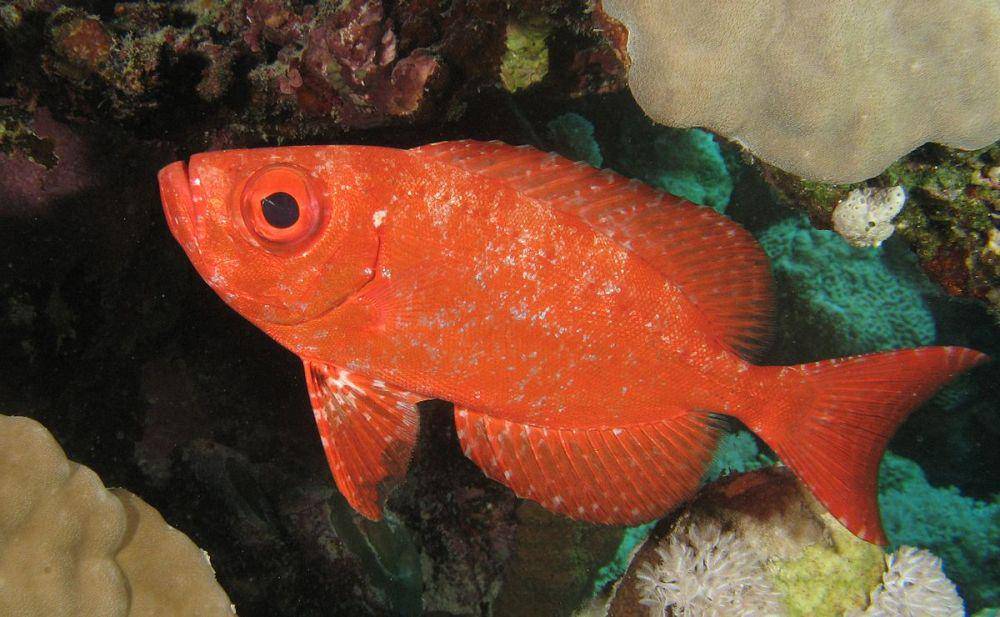 ilustrasi big eyes fish genus Priacanthus (commons.wikimedia.org/Magnus Kjaergaard)