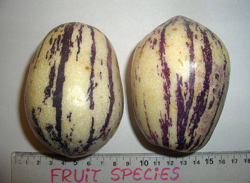 Buah pepino (flickr.com/Fruity)