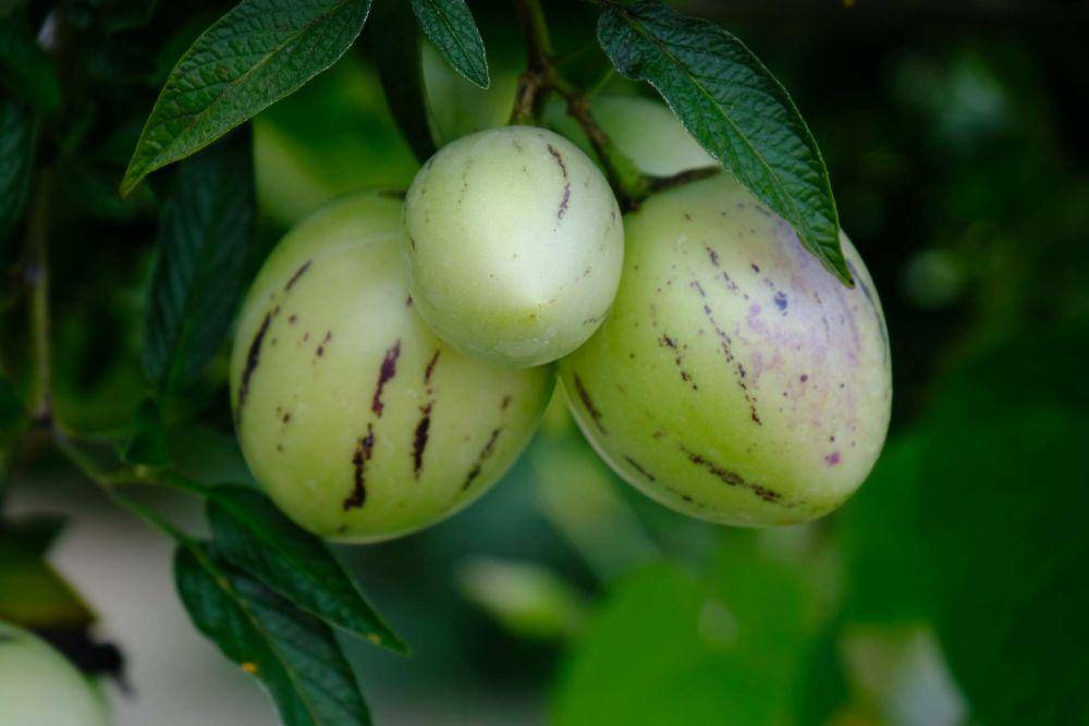 Buah pepino (flickr.com/annaeleonora)